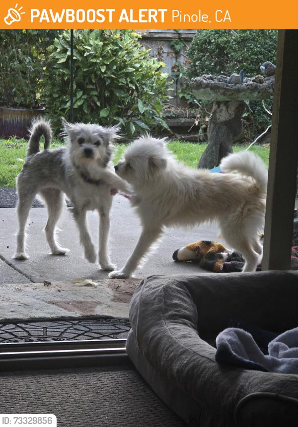 Found/Stray Male Dog last seen Pinole valley rd 94564, Pinole, CA 94564