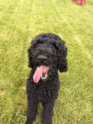 Reunited Male Dog last seen torino dr and airlite st, Elgin, IL 60123