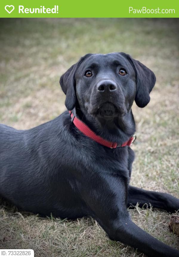 Reunited Male Dog last seen Huddlesford, Whittington, England WS13 8PY