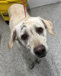 Found/Stray Unknown Dog last seen Port St. Lucie, Port St. Lucie, FL 34986