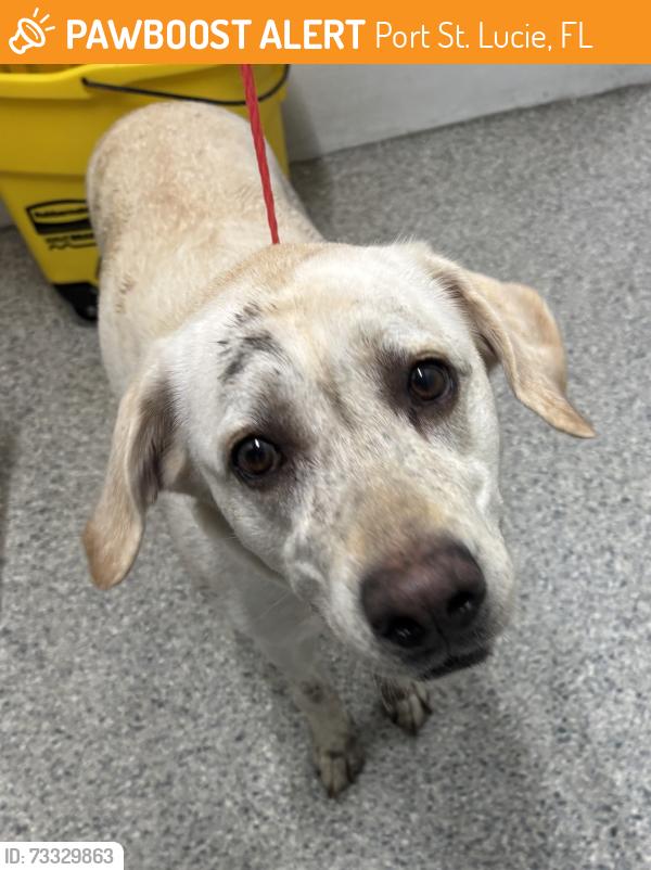 Found/Stray Unknown Dog last seen Port St. Lucie, Port St. Lucie, FL 34986