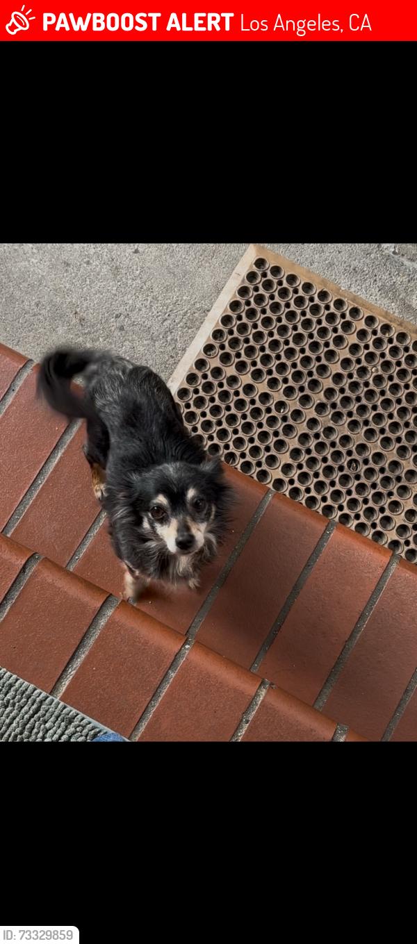 Lost Female Dog last seen Near Los Angeles by drew middle school, Los Angeles, CA 90001
