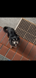 Lost Female Dog last seen Near Los Angeles by drew middle school, Los Angeles, CA 90001