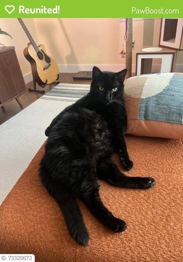 Reunited Male Cat last seen Near Churchill Rd, Lyndhurst, OH 44124, USA, Lyndhurst, OH 44124