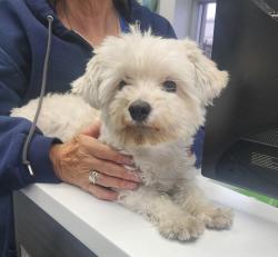 Found/Stray Unknown Dog last seen Extra Space Storage, Oakland, CA 94621