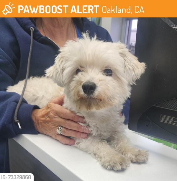 Found/Stray Unknown Dog last seen Extra Space Storage, Oakland, CA 94621