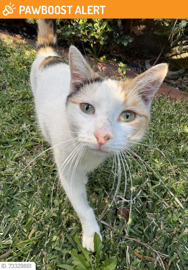 Found/Stray Female Cat last seen Hopetoun street, Hurlstone Park, Hurlstone Park, NSW 2193