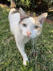 Found/Stray Female Cat last seen Hopetoun street, Hurlstone Park, Hurlstone Park, NSW 2193