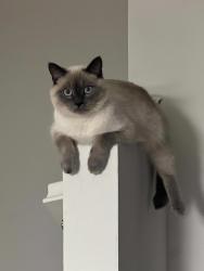 Reunited Male Cat last seen Fourth Street and resort Parkway, Rancho Cucamonga, CA 91730