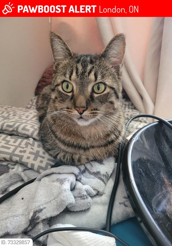 Lost Male Cat last seen Near Wharncliffe Road, North, London, Ontario, N6G2V3, London, ON 
