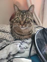 Lost Male Cat last seen Near Wharncliffe Road, North, London, Ontario, N6G2V3, London, ON 