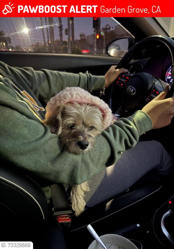 Lost Female Dog last seen Lampson, Garden Grove, CA 92840
