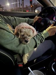 Lost Female Dog last seen Lampson, Garden Grove, CA 92840