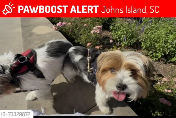 Lost Male Dog last seen Sugarberry Lane Near the Lake, Johns Island, SC 29455