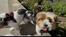 Lost Male Dog last seen Sugarberry Lane Near the Lake, Johns Island, SC 29455