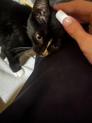 Lost Male Cat last seen Orthodox Church, Camillus, NY 13031