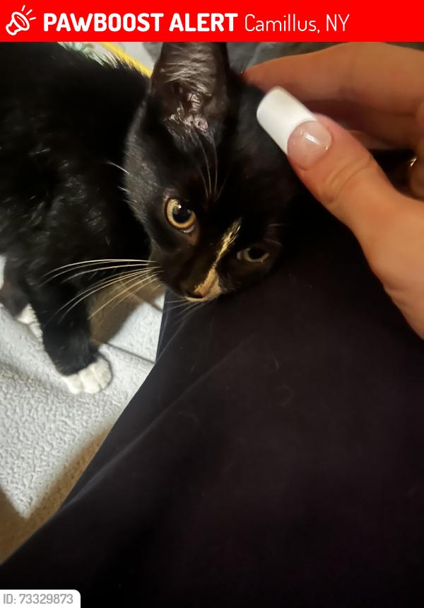 Lost Male Cat last seen Orthodox Church, Camillus, NY 13031