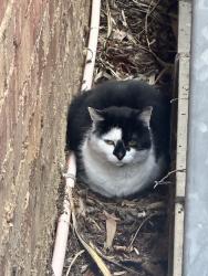 Found/Stray Unknown Cat last seen University of Melbourne, Carlton, VIC 3053