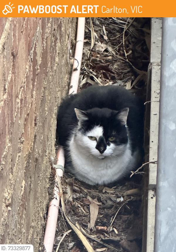 Found/Stray Unknown Cat last seen University of Melbourne, Carlton, VIC 3053