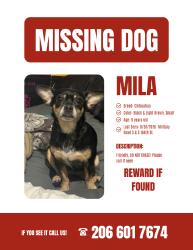 Lost Female Dog last seen She left from the gas station across from Ulysses bar, had one man say he allegedly saw her run south on military road toward 166th, SeaTac, WA 98188