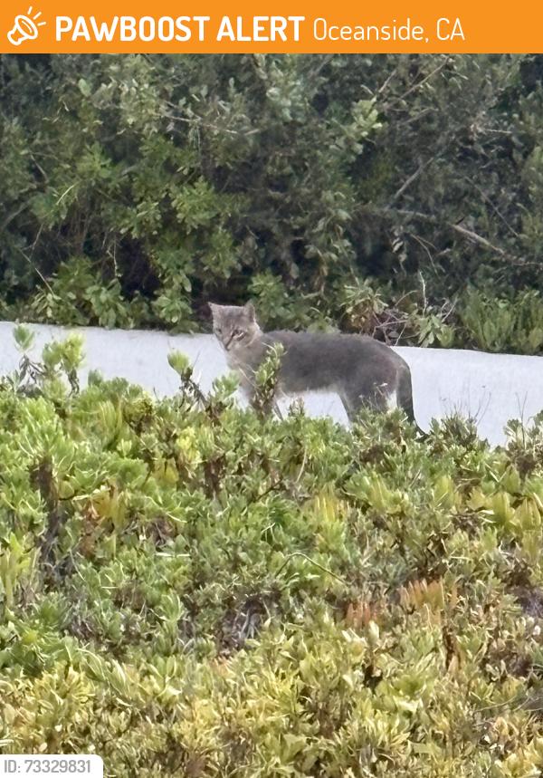Found/Stray Unknown Cat last seen Buddy Todd Park, Oceanside, CA 92054