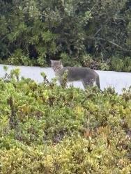Found/Stray Unknown Cat last seen Buddy Todd Park, Oceanside, CA 92054