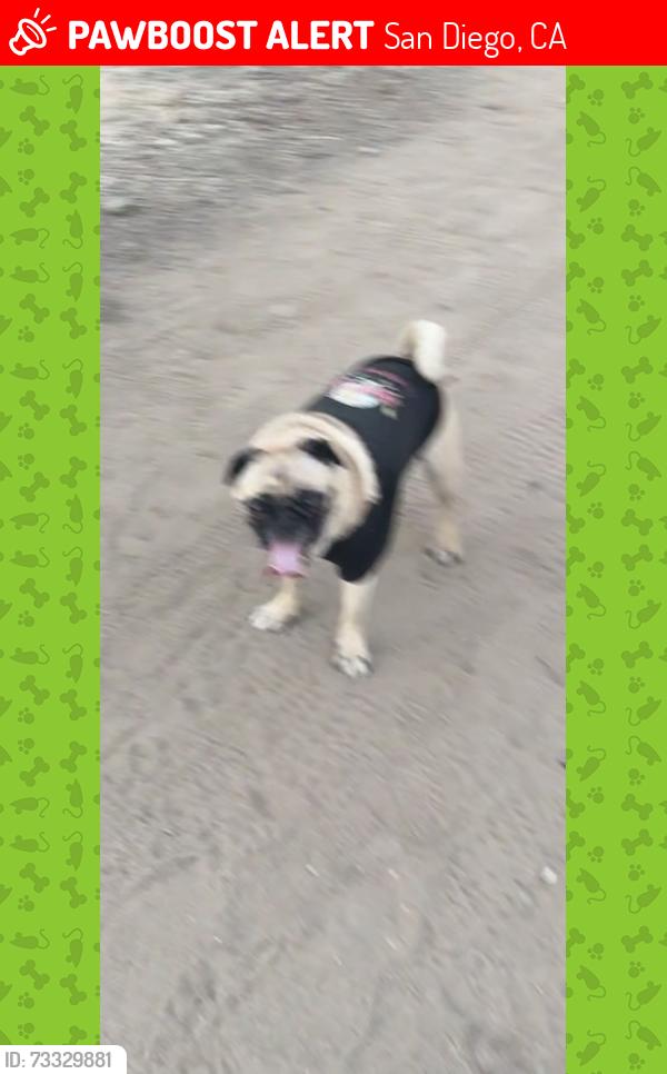 Lost Female Dog last seen father junipero serra trail, San Diego, CA 92119
