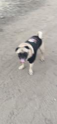 Lost Female Dog last seen father junipero serra trail, San Diego, CA 92119