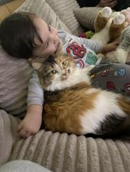 Lost Female Cat last seen Near 181 avenue, Edmonton, AB T5Z 0E3