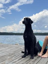 Lost Male Dog last seen Seven Hills, Paulding County, GA 30132