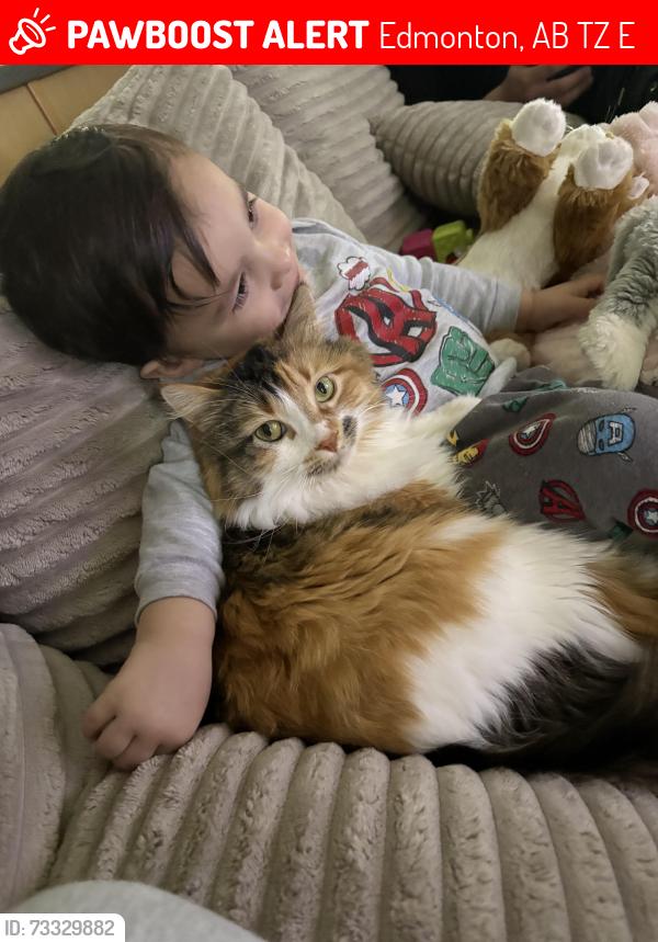 Lost Female Cat last seen Near 181 avenue, Edmonton, AB T5Z 0E3