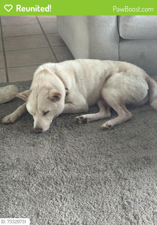 Reunited Male Dog last seen 114th ave st, Kent, WA 98030