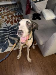 Reunited Male Dog last seen Shaver st Crenshaw, Pasadena, TX 77504