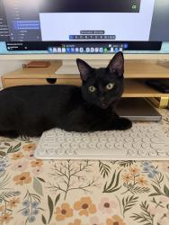 Lost Male Cat last seen Los Alisos and Santa Margarita Parkway, Mission Viejo, CA 92692