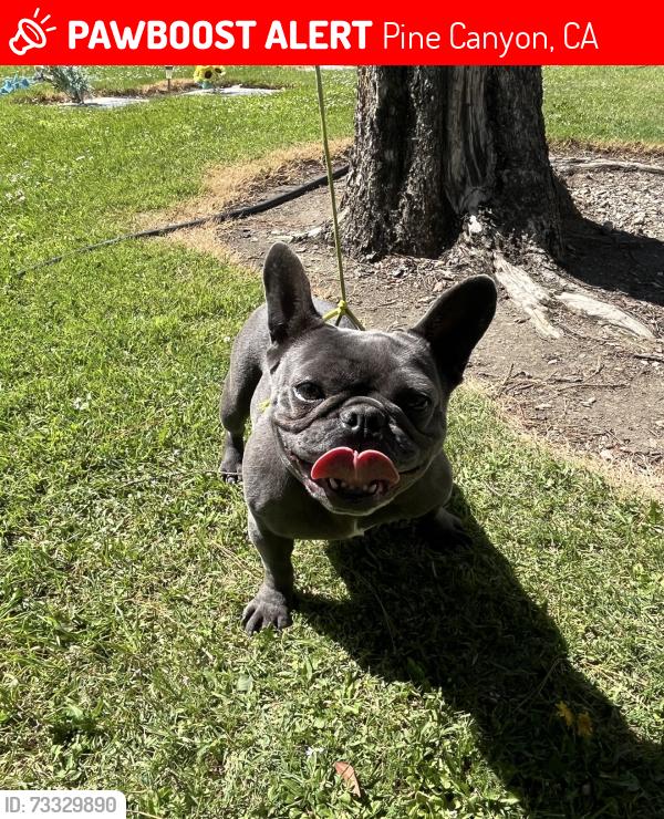 Lost Female Dog last seen Pine canyon mobile homes, Pine Canyon, CA 93930