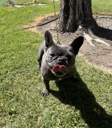 Lost Female Dog last seen Pine canyon mobile homes, Pine Canyon, CA 93930