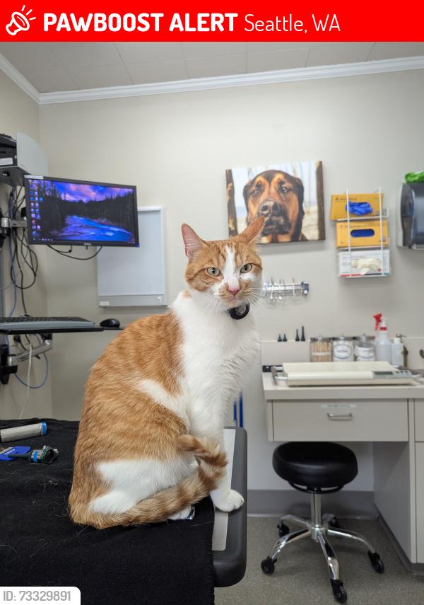 Lost Male Cat last seen Galer and 1st ave n, Seattle, WA 98109