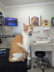 Lost Male Cat last seen Galer and 1st ave n, Seattle, WA 98109