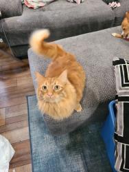 Lost Male Cat last seen McCormick St SE and North St SE near Olympia High School, Olympia, WA 98501
