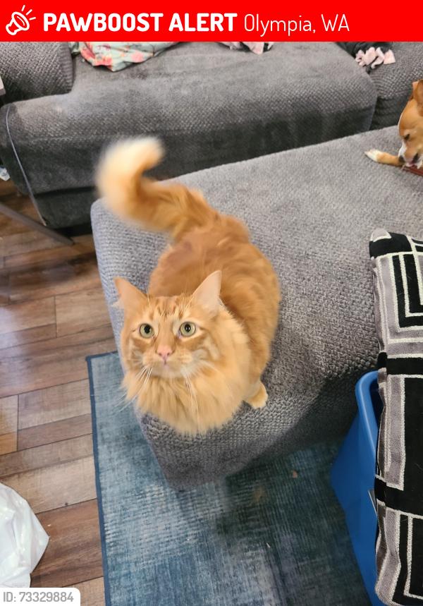 Lost Male Cat last seen McCormick St SE and North St SE near Olympia High School, Olympia, WA 98501