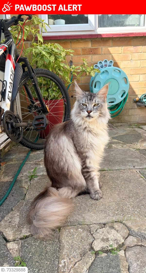 Lost Male Cat last seen LOWESTOFT ROAD, Portsmouth, England PO6 3RN