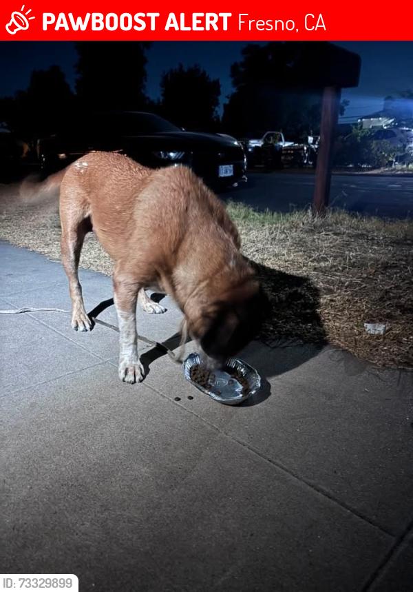 Lost Male Dog last seen willow and olive ave, Fresno, CA 93612