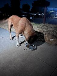 Lost Male Dog last seen willow and olive ave, Fresno, CA 93612