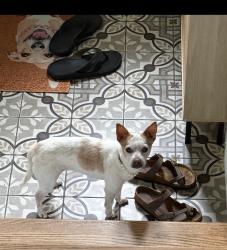 Reunited Female Dog last seen Waterford drive and wellington court, McKees Rocks, PA 15136