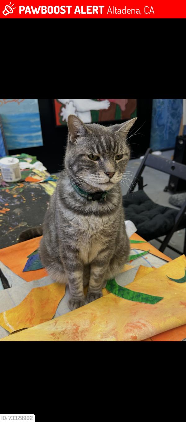Lost Male Cat last seen At the top of Fair Oaks near Zorthian Ranch., Altadena, CA 91001