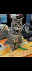 Lost Male Cat last seen At the top of Fair Oaks near Zorthian Ranch., Altadena, CA 91001