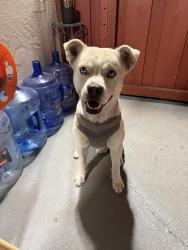 Reunited Male Dog last seen San Jose, Ca 95127, San Jose, CA 95148
