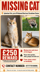 Reunited Male Cat last seen Holywood road, strand cinema, Belfast, Northern Ireland 