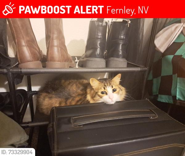 Lost Female Cat last seen Farm District and Cotton Wood Lane, Fernley, NV 89408