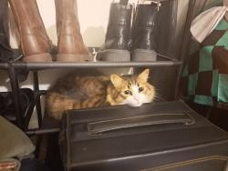 Lost Female Cat last seen Farm District and Cotton Wood Lane, Fernley, NV 89408